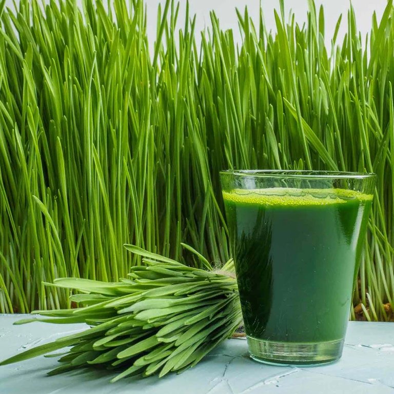 Doza Verde - orz verde Orzul verde – Aliațul unei digestii ușoare și a unui pH echilibrat